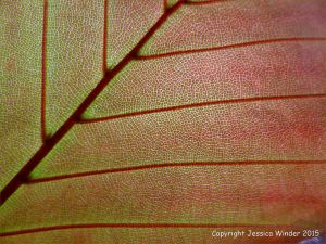 Light shining through a beech leaf