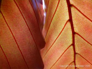 Light shining through beech leaves