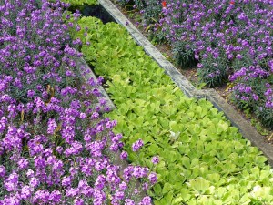 Flowers at Kew Gardens