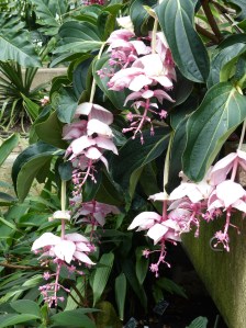 Pink flowers at Kew Gardens