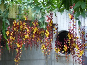 Orange and yellow flowers at Kew Gardens