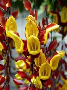 Orange and yellow flowers at Kew Gardens