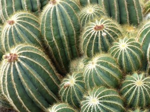 Cacti at Kew Gardens