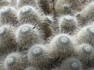 Cacti at Kew Gardens
