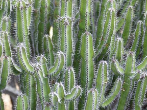 Cacti at Kew Gardens