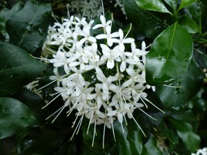 White flowers at Kew Gardens