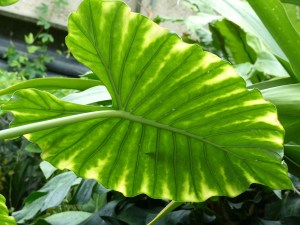 Giant leaf at Kew Gardens