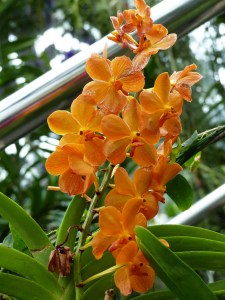 Orange orchid at Kew Gardens