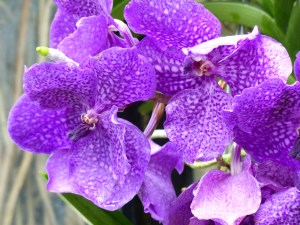 Purple orchid at Kew Gardens