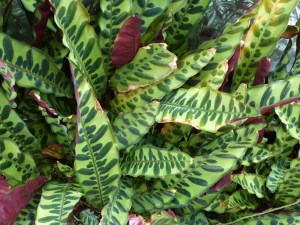 Variegated leaves at Kew Gardens