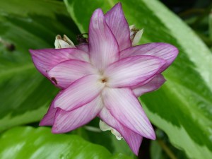 Plant at Kew Gardens