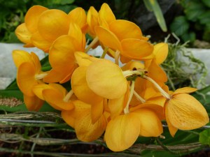 Orange orchid at Kew Gardens