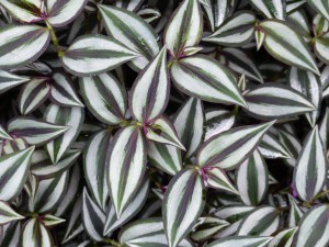 Variegated leaves at Kew Gardens