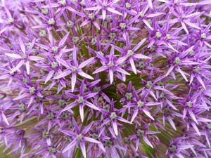 Alliums at Kew Gardens