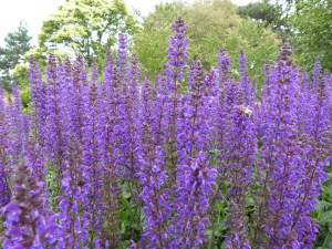 Flowers at Kew Gardens