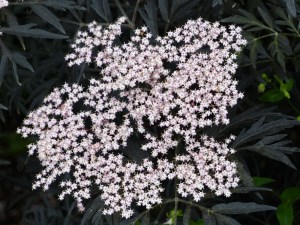 Flowering shrub at Kew Gardens