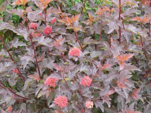 Flowering shrub at Kew Gardens