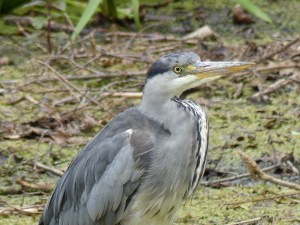 Heron at Kew Gardens