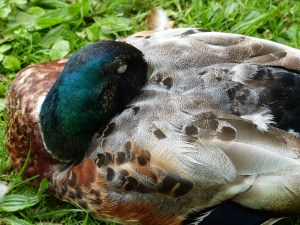 Sleeping duck at Kew Gardens