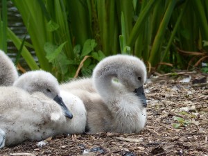 Cygnets at Kew Gardens