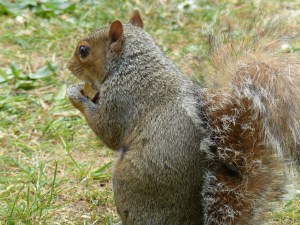 Squirrel at Kew Gardens