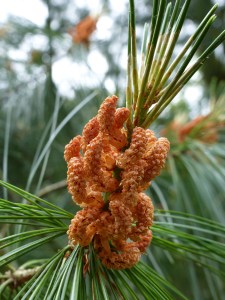 Pine flowers at Kew Gardens
