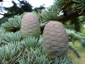 Cones at Kew Gardens