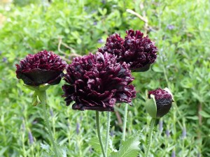 Poppies flowers at Kew Gardens