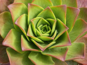 Succulent at Kew Gardens