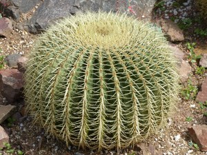 Cactus at Kew Gardens