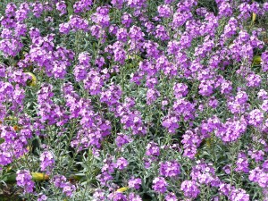 Flowers at Kew Gardens