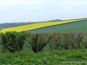 Green wheat growing in the English countryside
