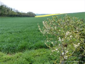 Green wheat growing in the English countryside