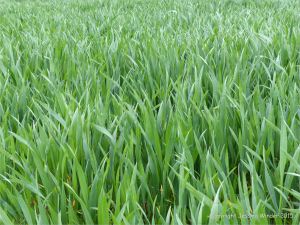 Green wheat growing in the English countryside