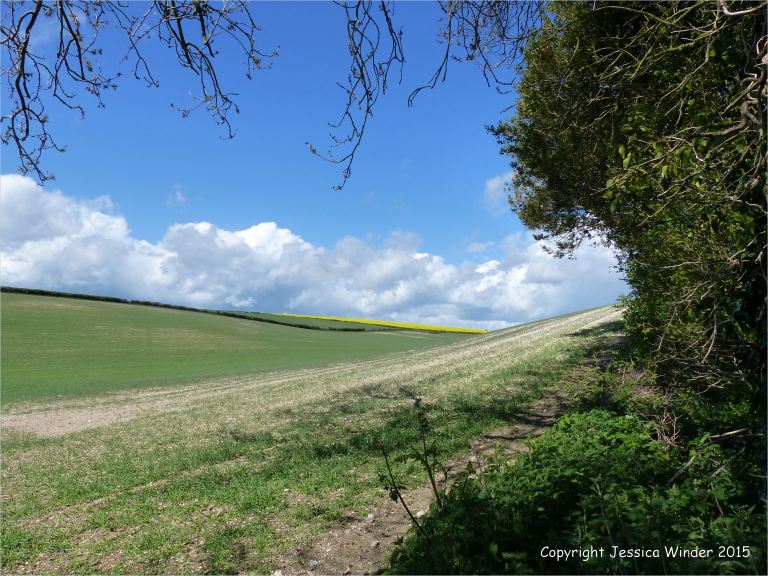 Seasonal changes in the arable landcape