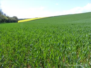 Green wheat growing in the English countryside