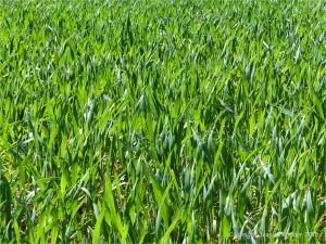 Green wheat growing in the English countryside