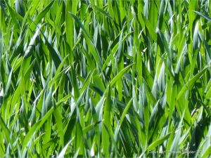 Green wheat growing in the English countryside