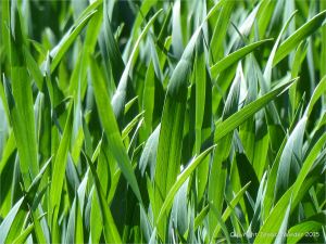 Green wheat growing in the English countryside