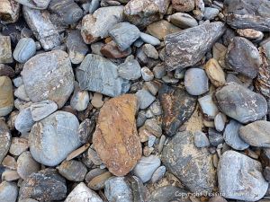 Beach stones from the Mylor Slate Formation at Porth Kidney Sands