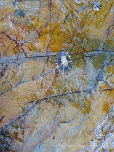 Detail of natural pattern and texture in rock from the Mylor Slate Formation