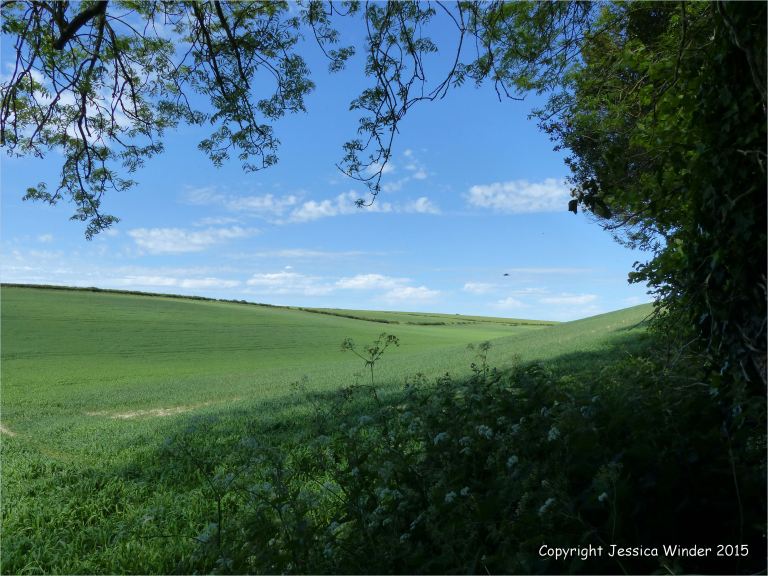 Seasonal changes in the arable landcape