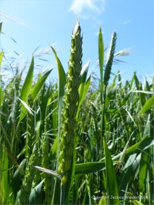 Green wheat growing in the English countryside