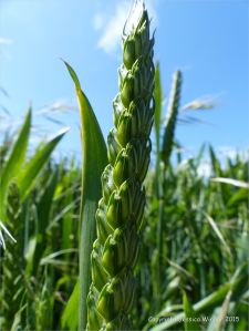 Green wheat growing in the English countryside