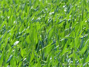 Green wheat growing in the English countryside