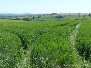 Green wheat growing in the English countryside