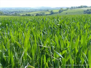 Green wheat growing in the English countryside