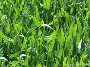 Green wheat growing in the English countryside