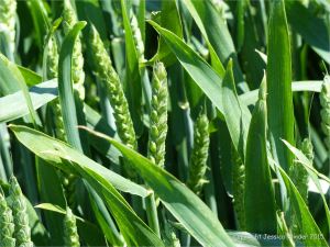 Green wheat growing in the English countryside