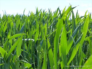Green wheat growing in the English countryside